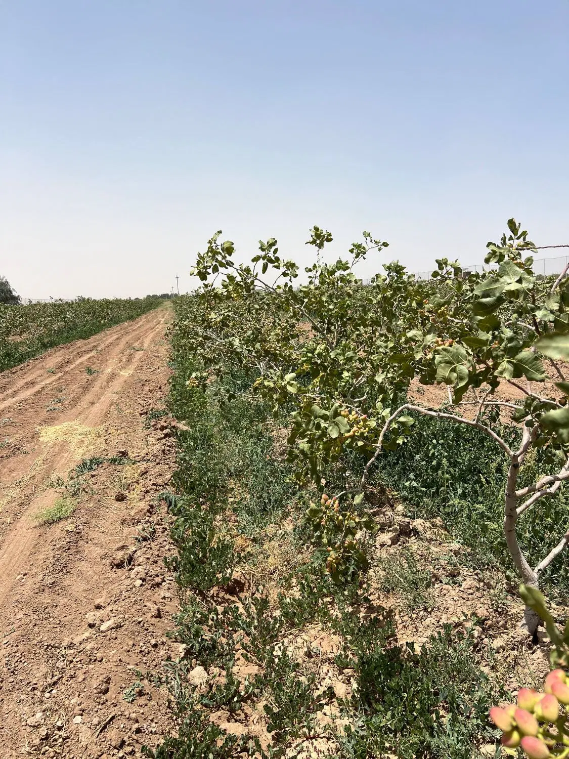 فروش باغ پسته ۱۵ ساله سند تک برگ
