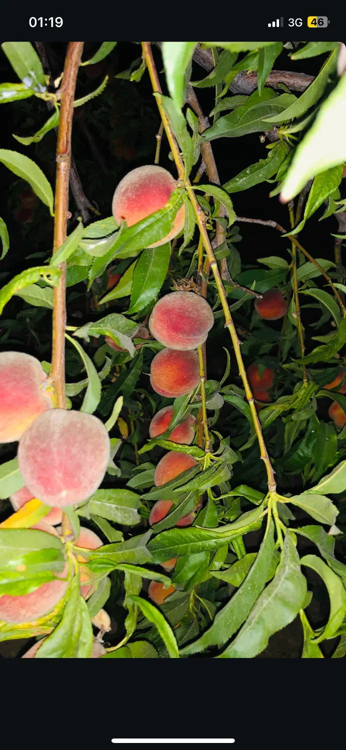 فروش زمین زراعی