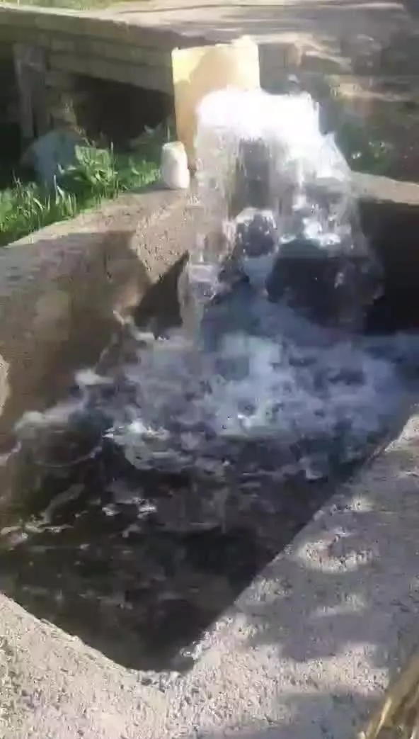 باغ پسته در روستاهای شهر تاکستان
