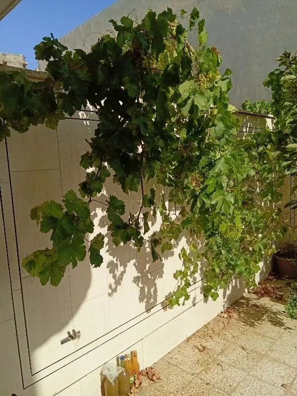 باغ ۵۰۰ متر گلدشت