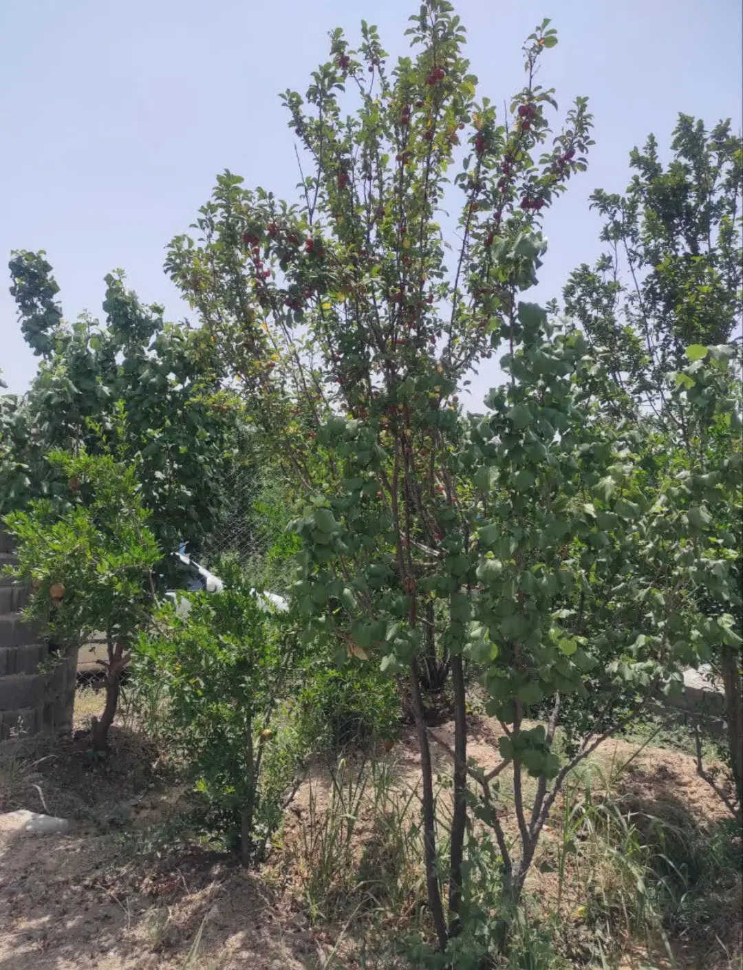 فروش باغ ۵۰۰ متری در الوسجرد