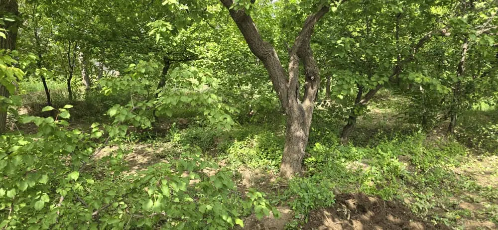 زمین باغی گنجنامه