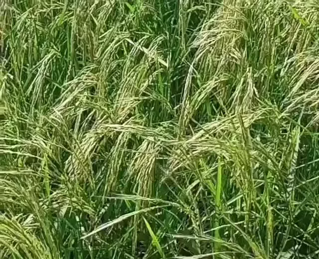 ۱۲ هزار متر زمین کشاورزی