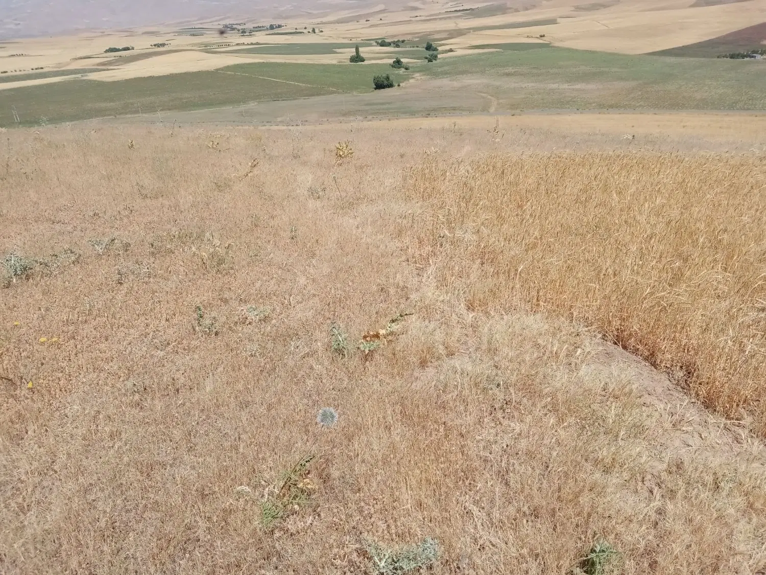 اجاره زمین کشاورزی دیم