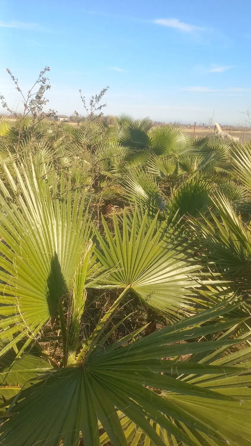 زمین باغی