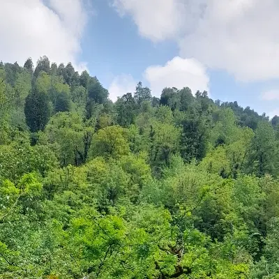ویلا جنگلی لب رود خانه