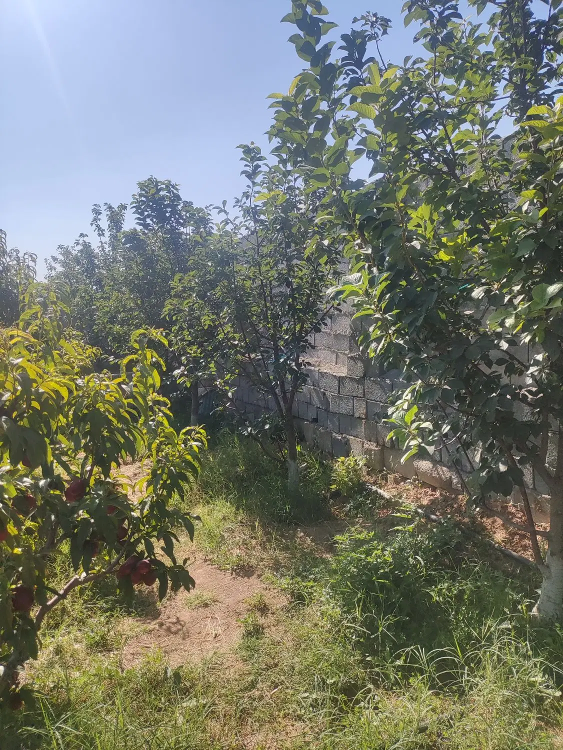 باغچه واقع در بَرِ جاده قصریک