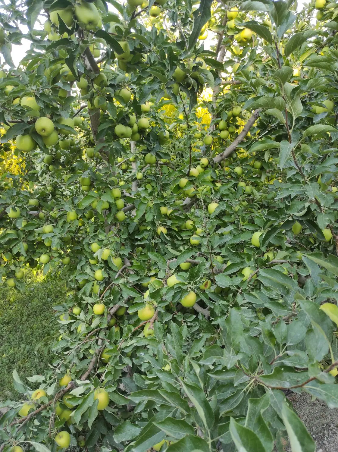 اجاره باغچه سیب قرمز و سفید