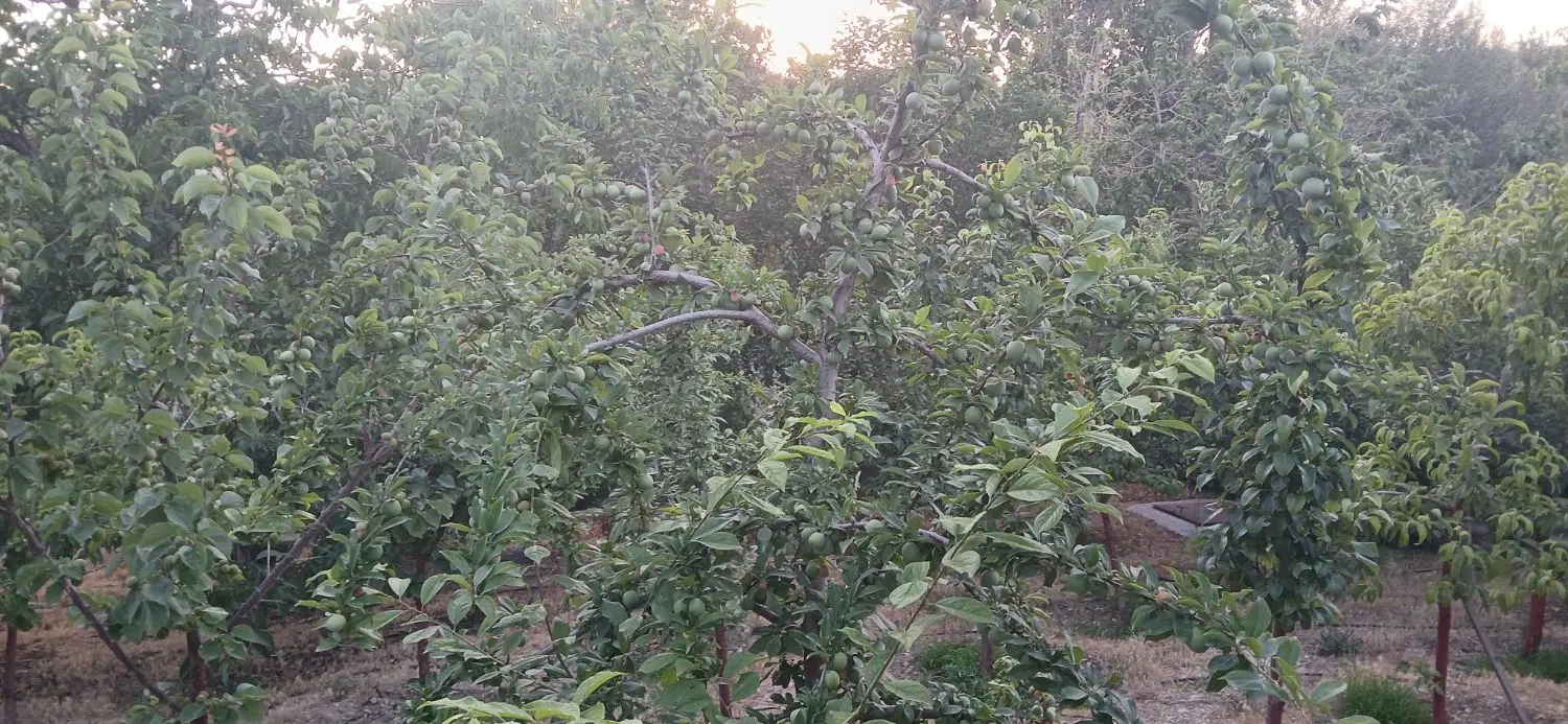 فروش باغ با کاربری مسکونی