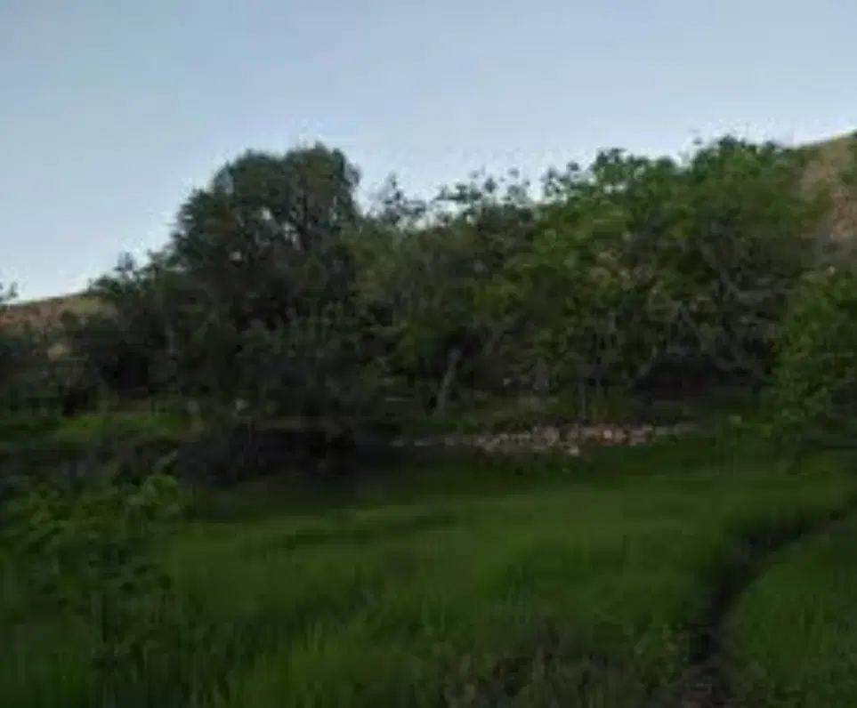 زمین باغ