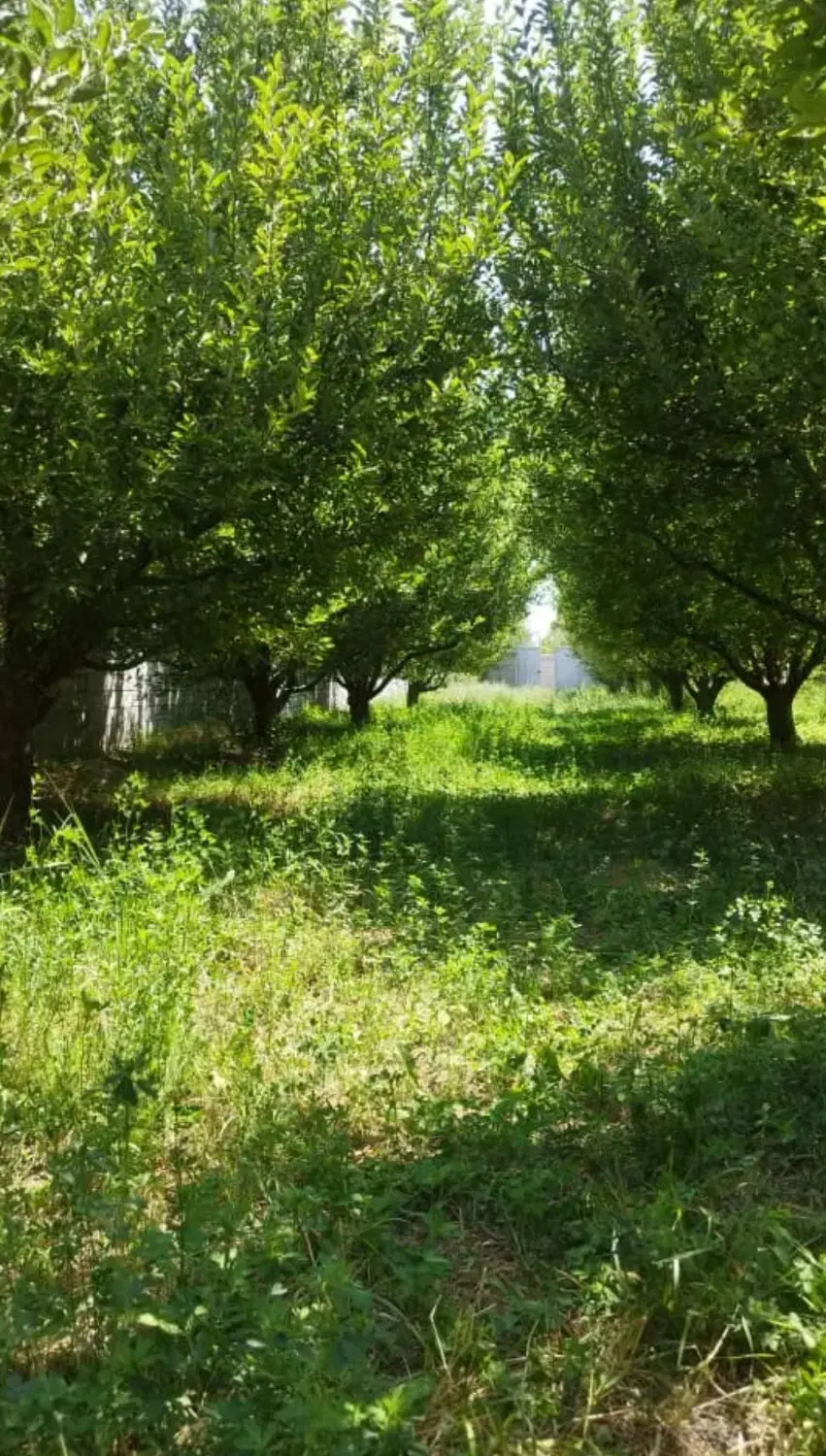فروش باغچه بر اسفالت