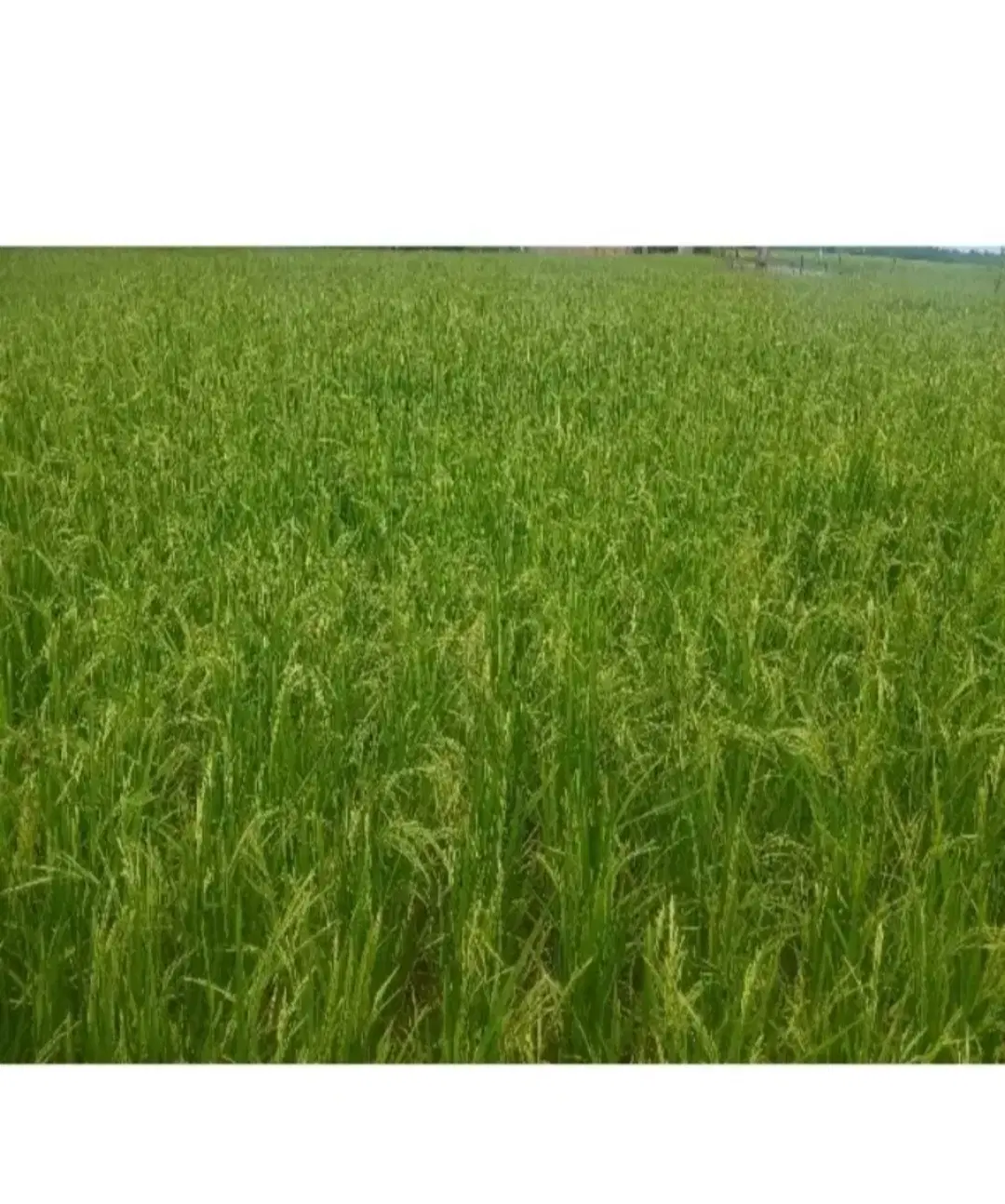 زمین مزروعی مکانیزه به متراژ ۶۰۰ متر