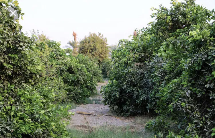 زمین باغ و کشاورزی