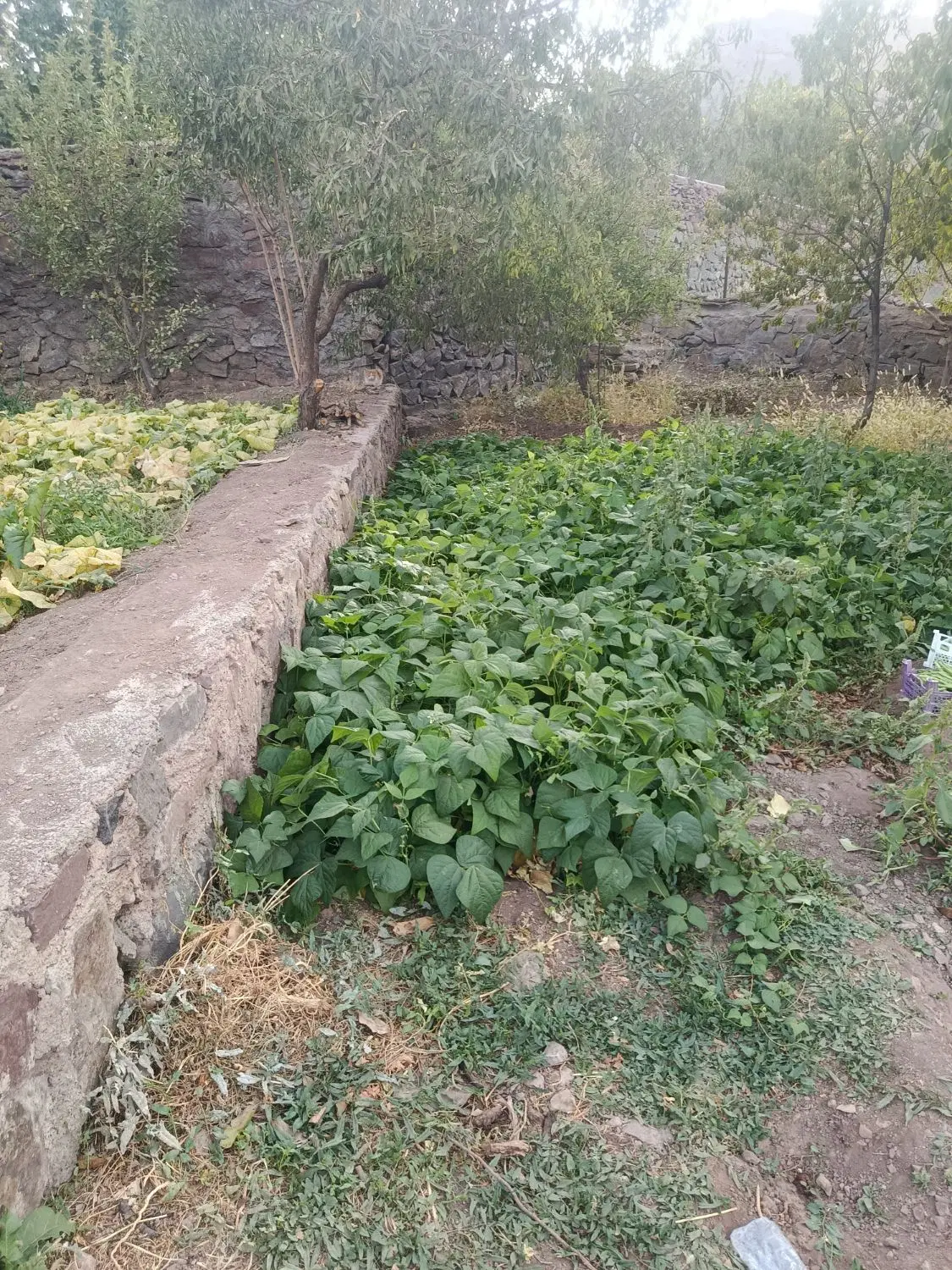 روستای وشنوه چهارصد متر خانه فروش فوری