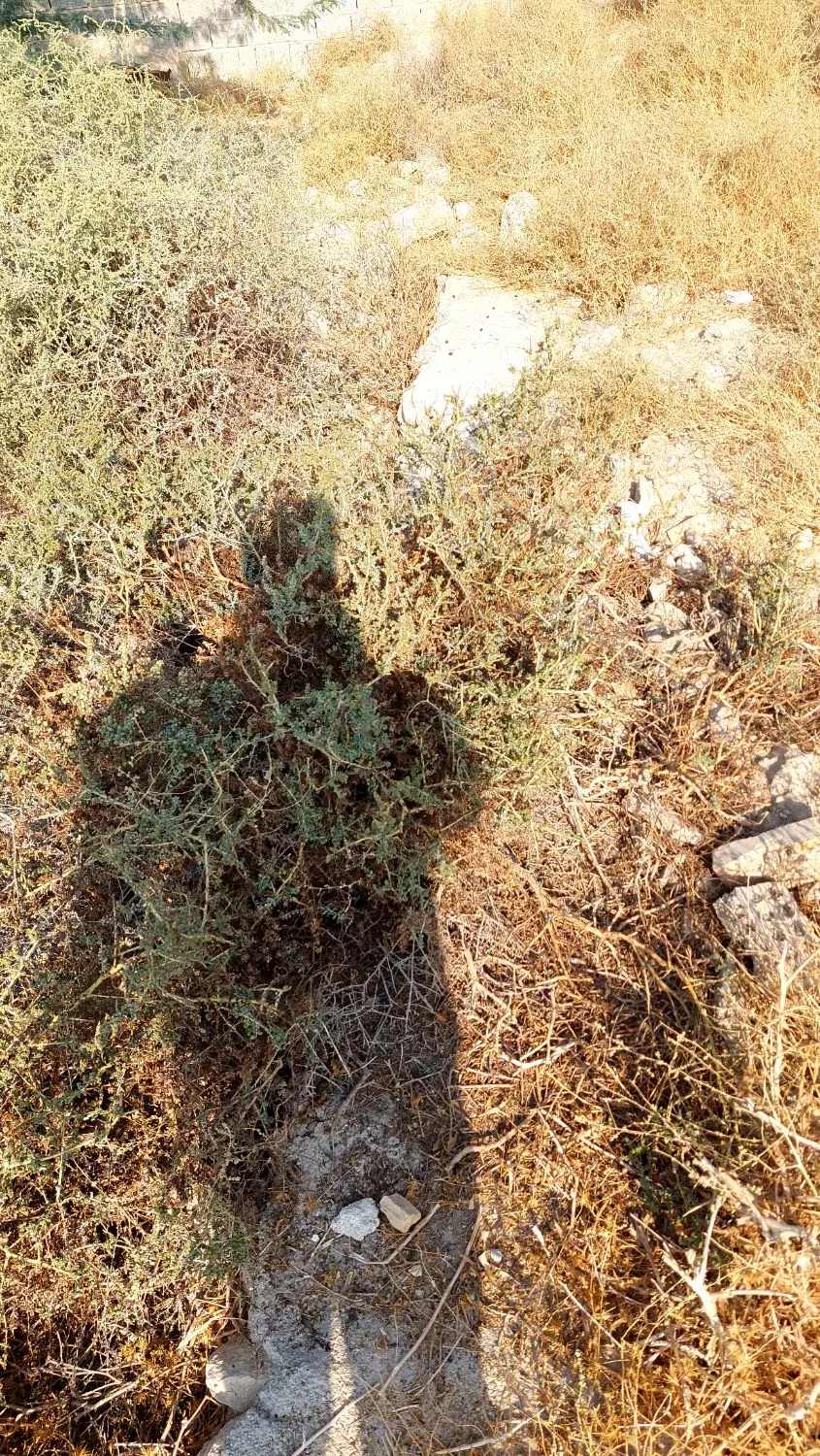 یک زمین برجاده اصلی قبل تالار میلاد