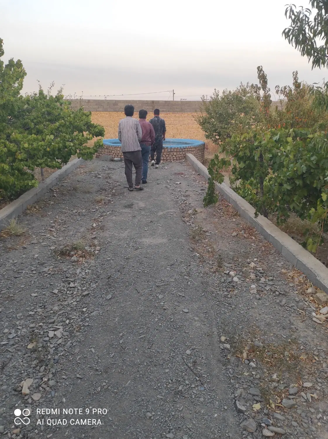 کاهو زمین شرکت برق گلستان