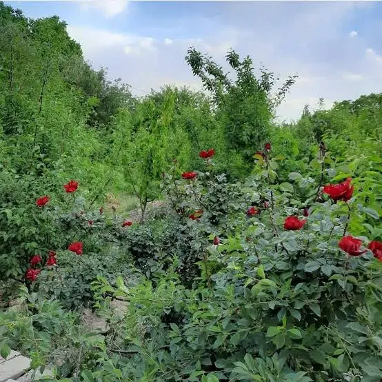 باغ1200متر واقع در حاشیه جاده حمزانلو
