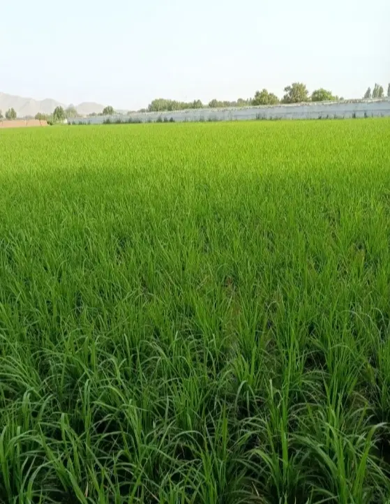 رهن یا اجاره