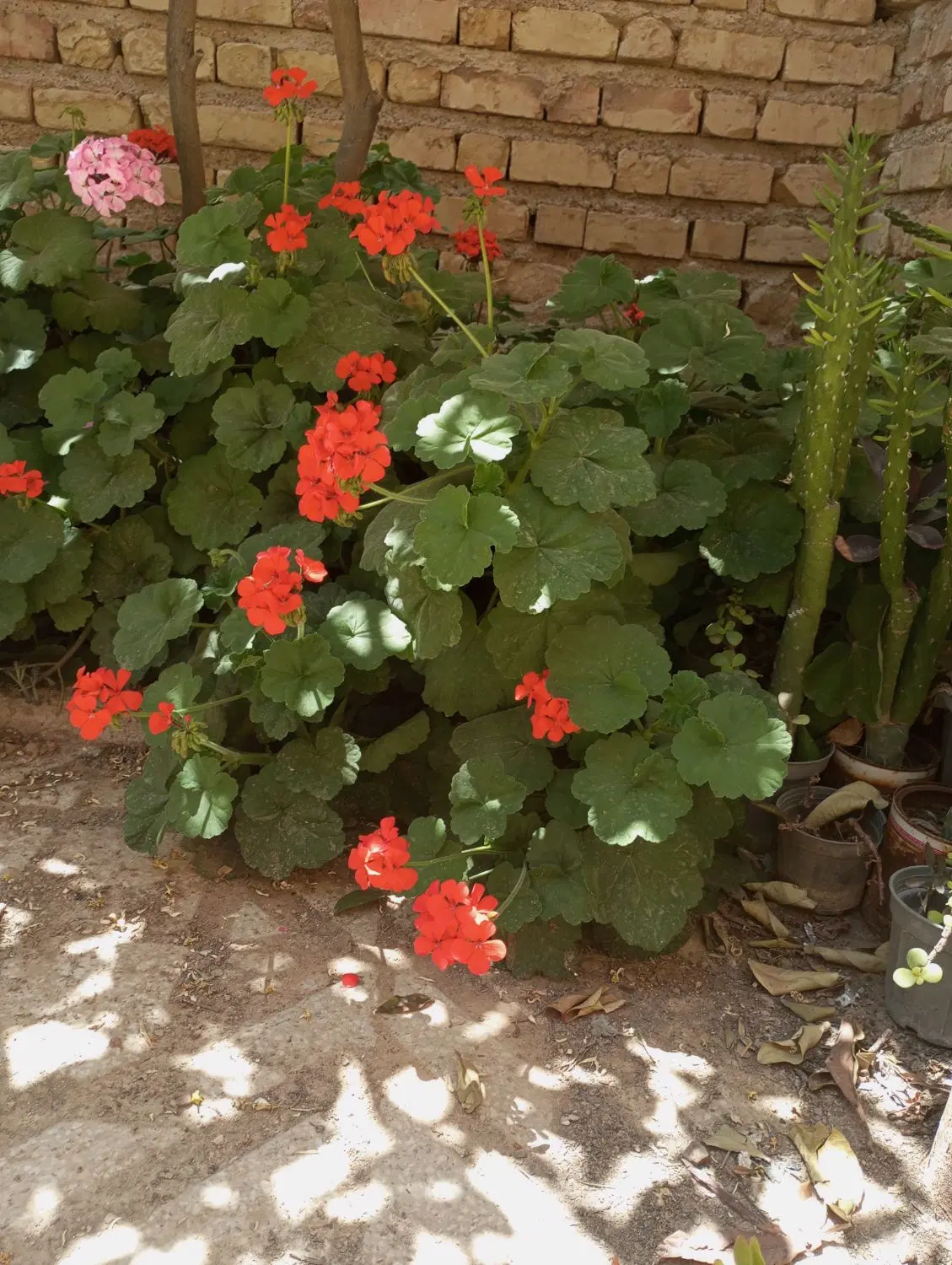 5هکتار زمین کشاورزی روستای گردشگری