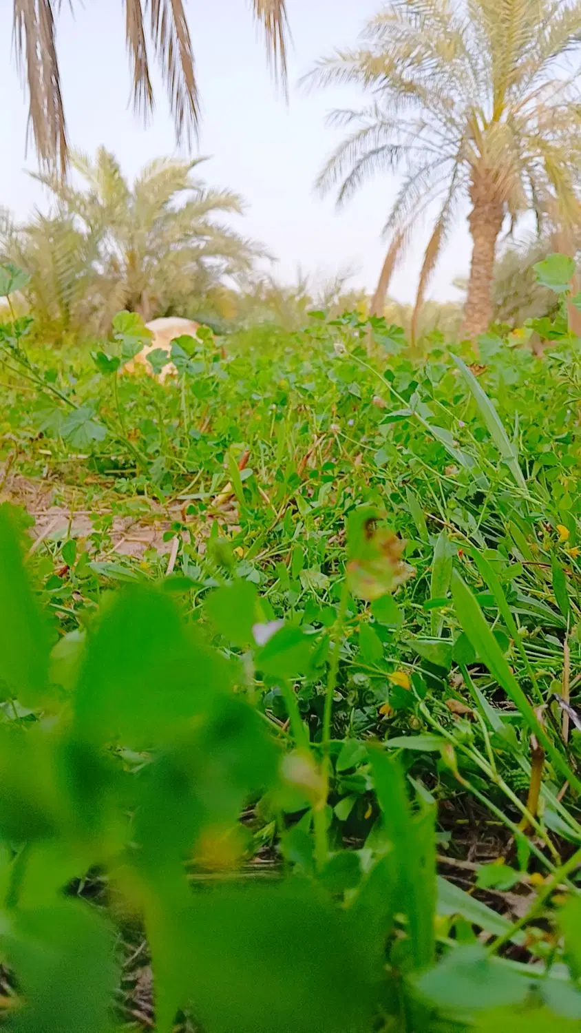 زمین باغی
