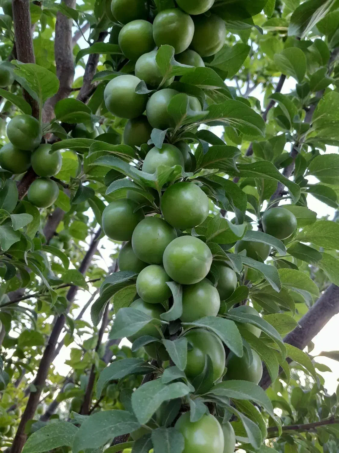 فروش باغ حسن اباد کمالوند
