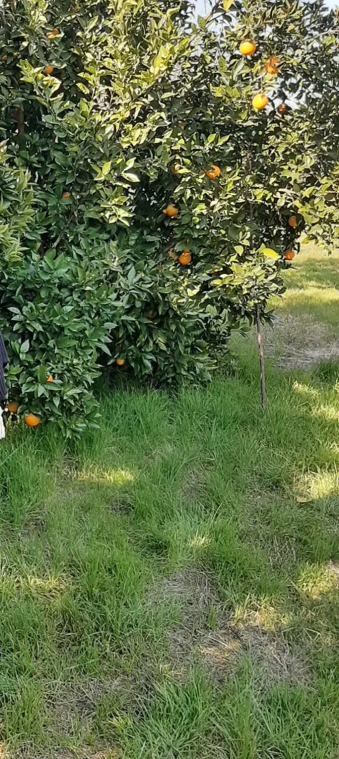 زمین باغی در قائم شهر موسی کلا (کیاکلا)