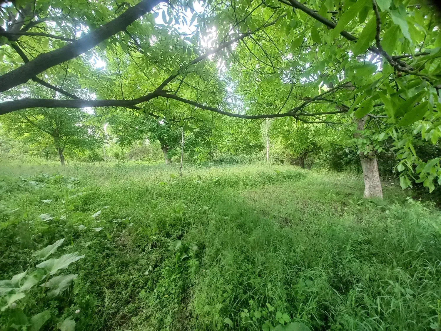 باغ ویلایی