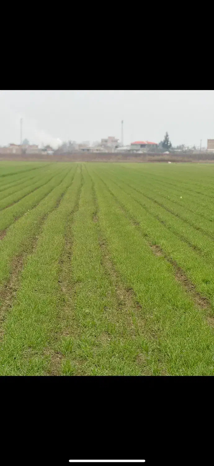 زمین موسوی ۲۰۰متر