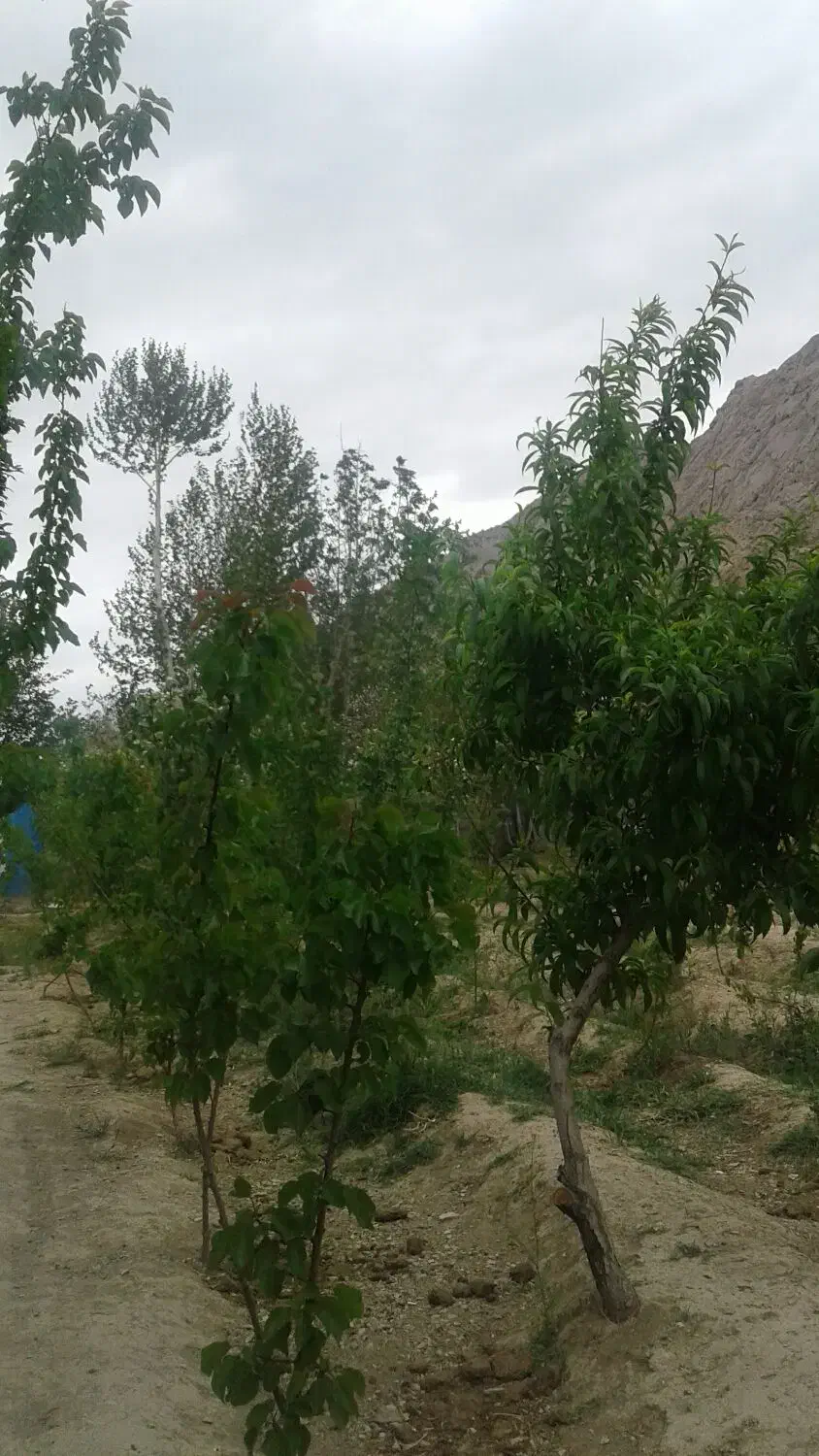 فروش باغ