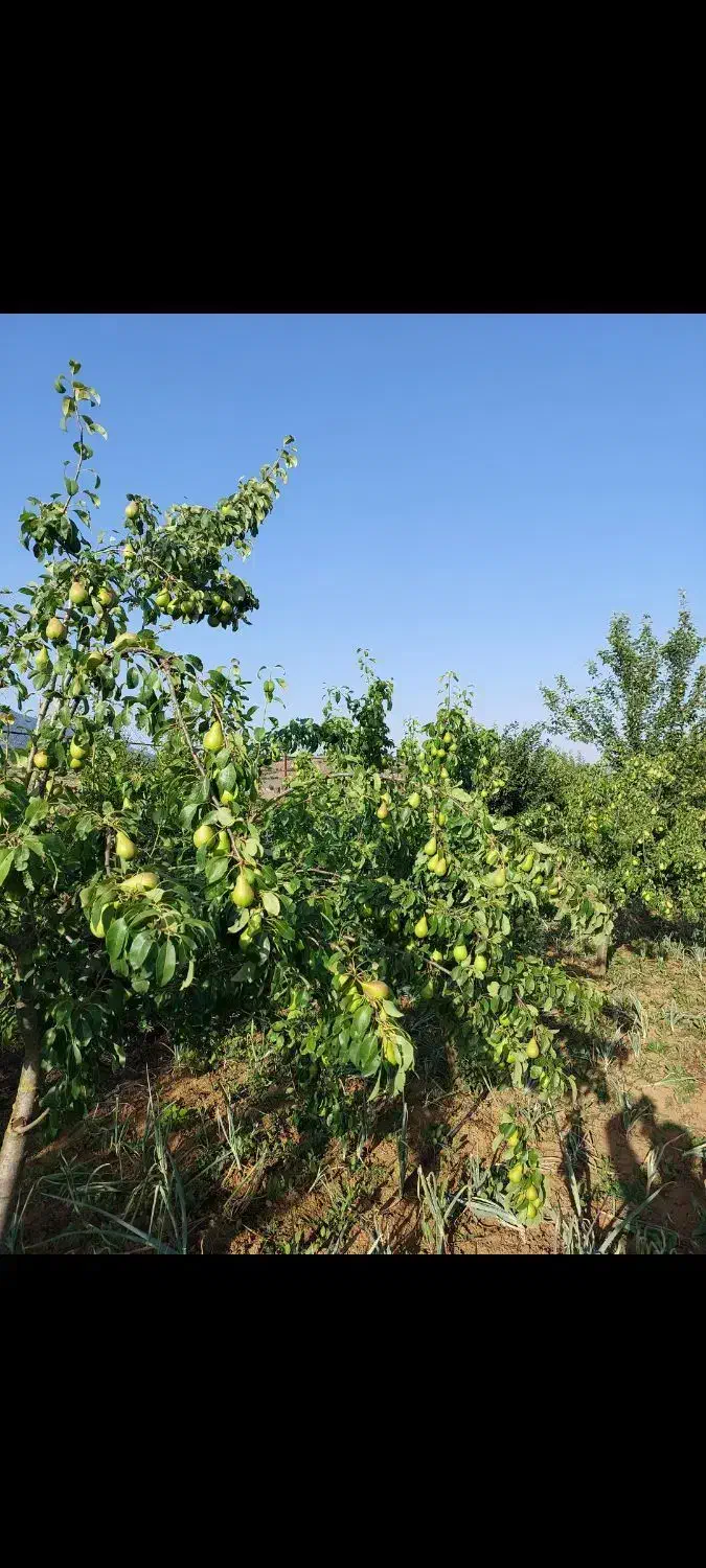 فروش ویلا باغ در کیاسر (ساری)