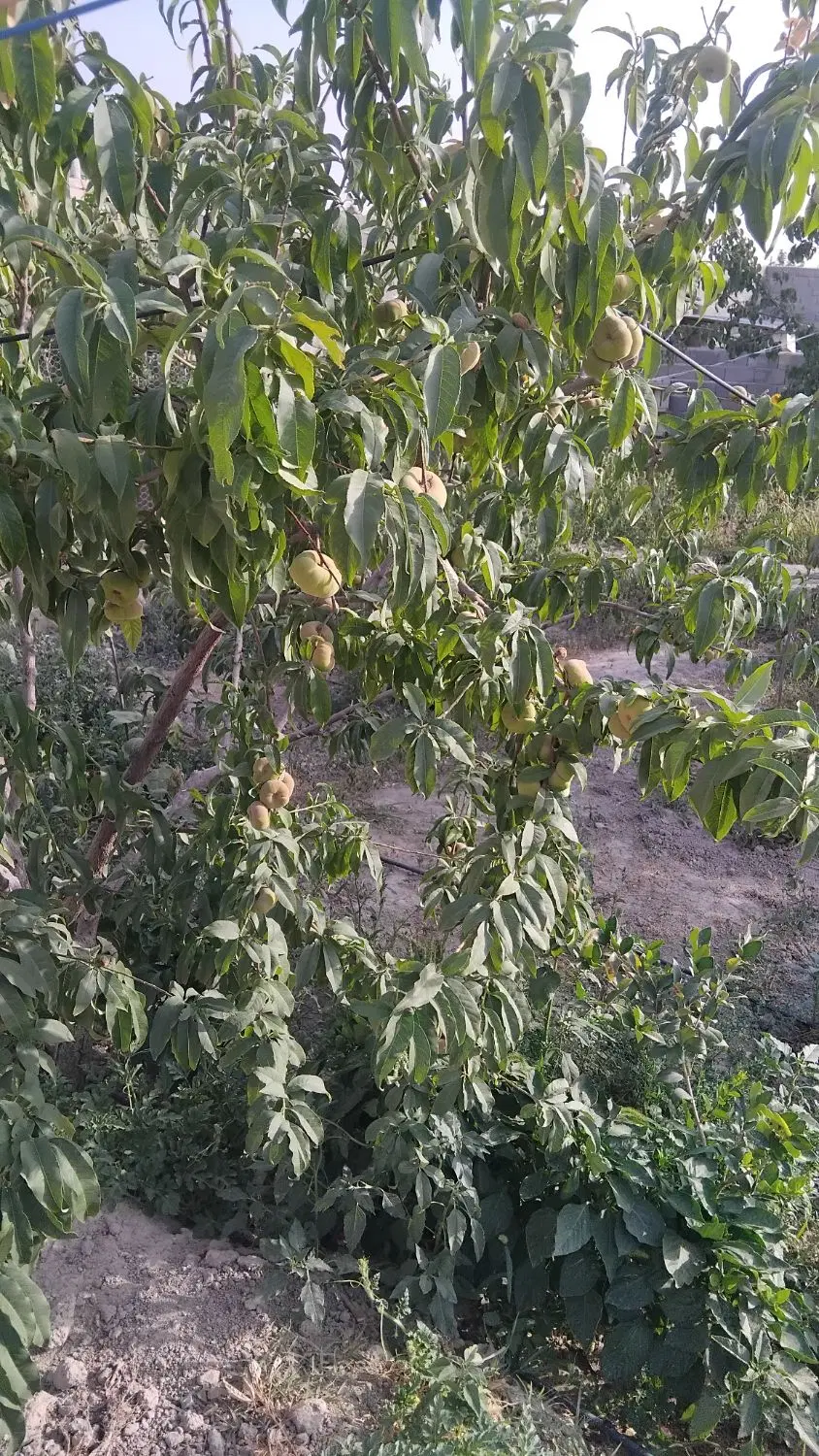 باغ‌ باغچه چهار دیواری قدیمی صاحب ملک بدون واسته