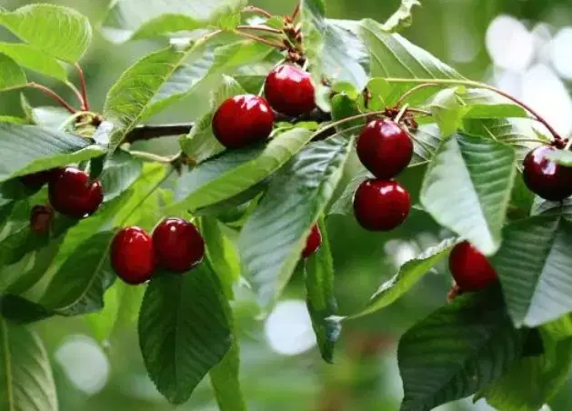 1500متر باغ_150متر بنای احداث شده