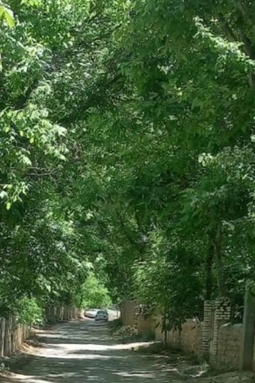 باغ در حاشیه جاده روستای فیروزه