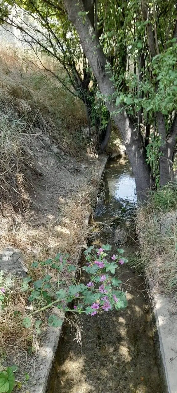 ۱۵۰۰ متر باغ بی‌نظیر در هنزک
