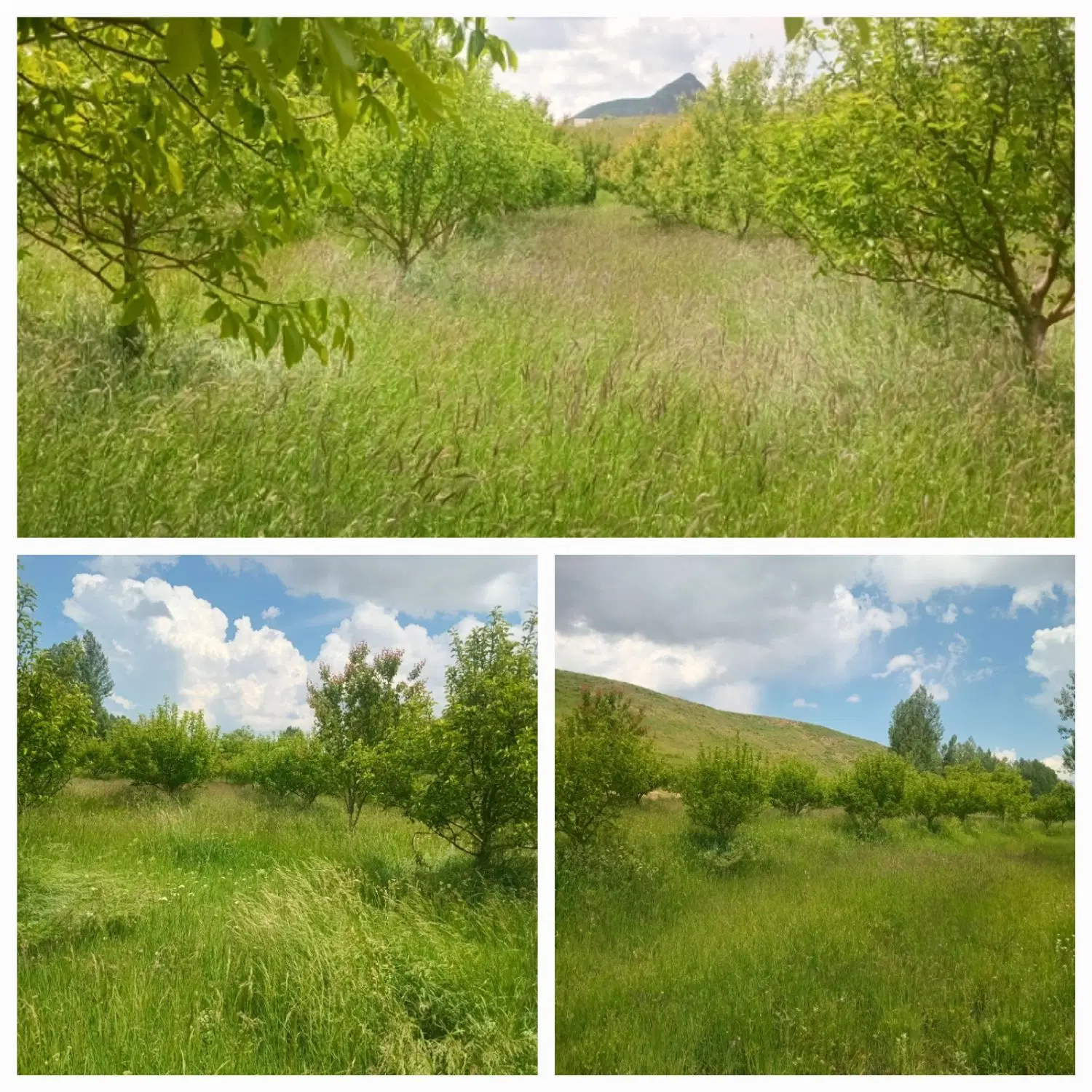 فروش باغ درشهرستان مرند. روستای دویجان
