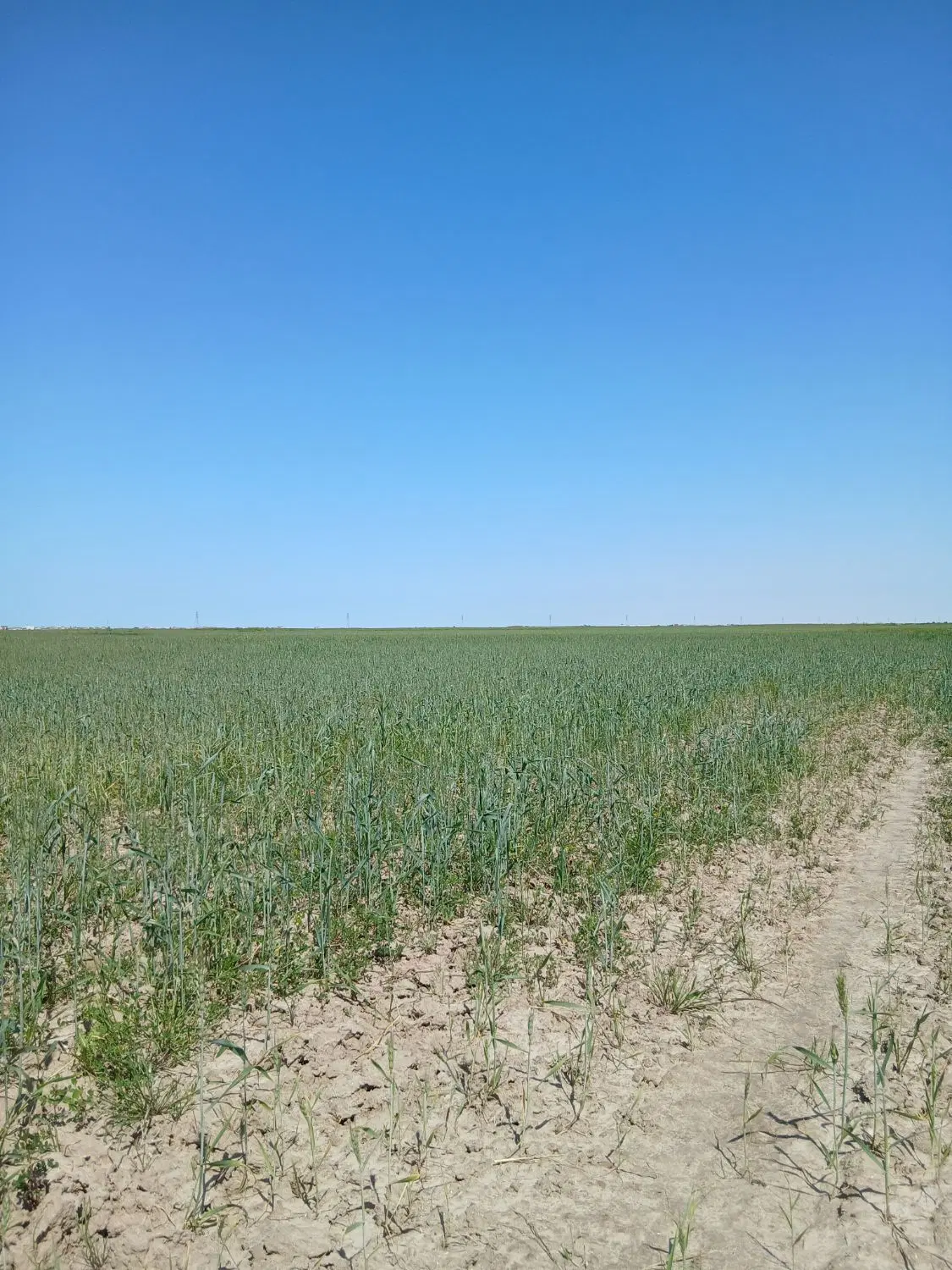 فروش  زمین زراعی