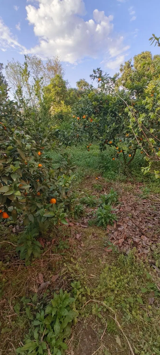 زمین باکاربری مسکونی چابکسر 140متر