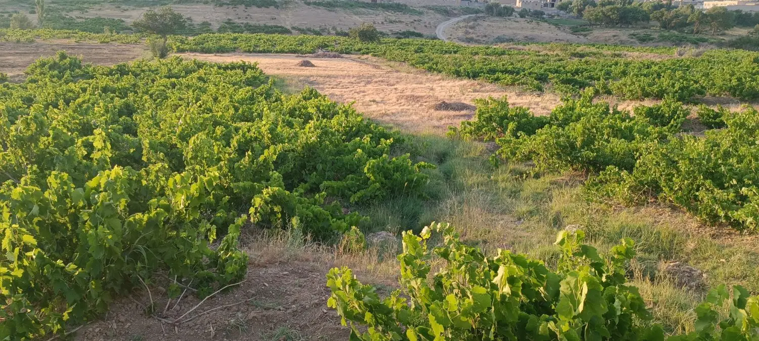فروش باغ روستای سیدان