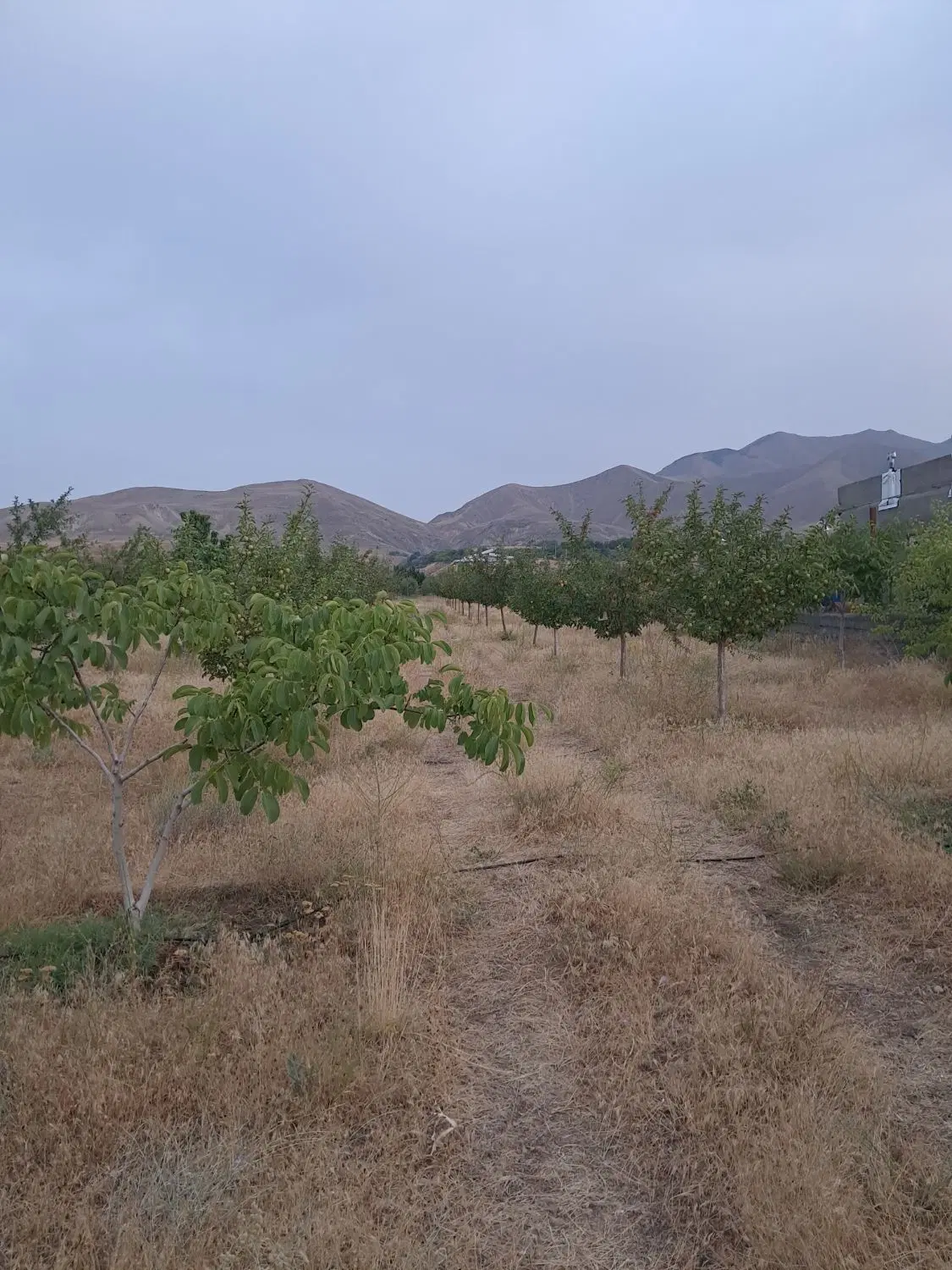 ۲۳۰۰متر باغ در یام.