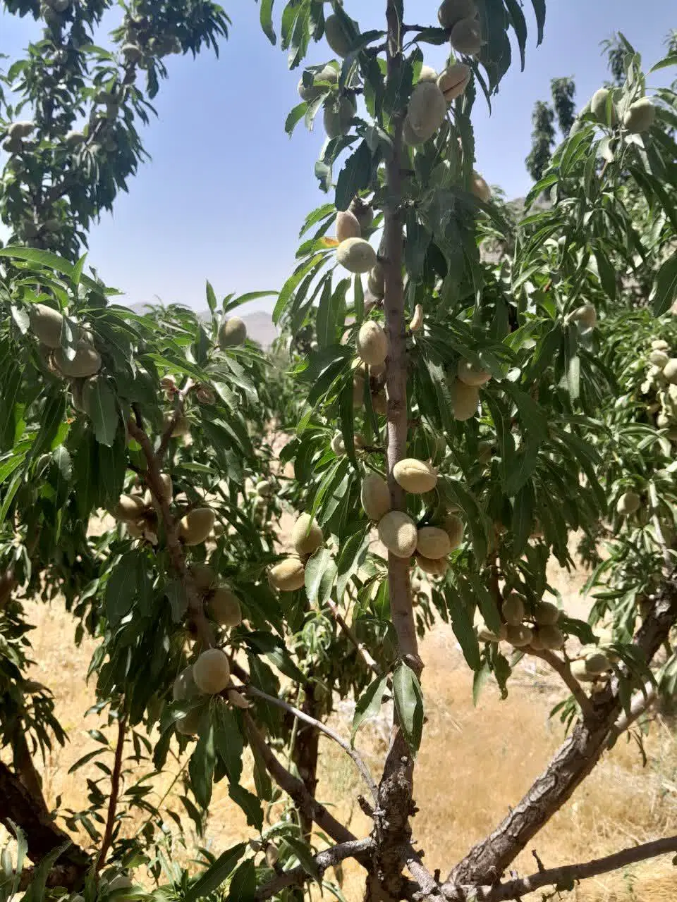 واگذاری ۲ جریب زمین (باغ)طرح عمان سامانی