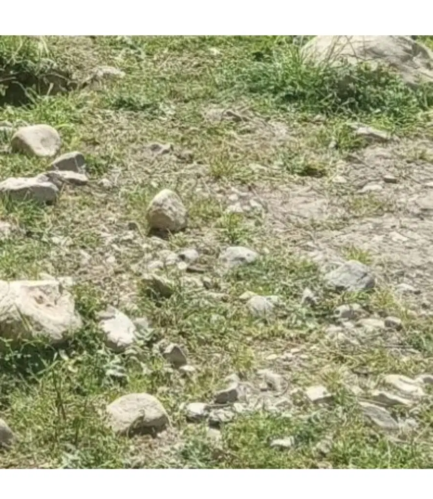 زمین۱۷۰ متری جنوبی تنگ علی امید۱۸