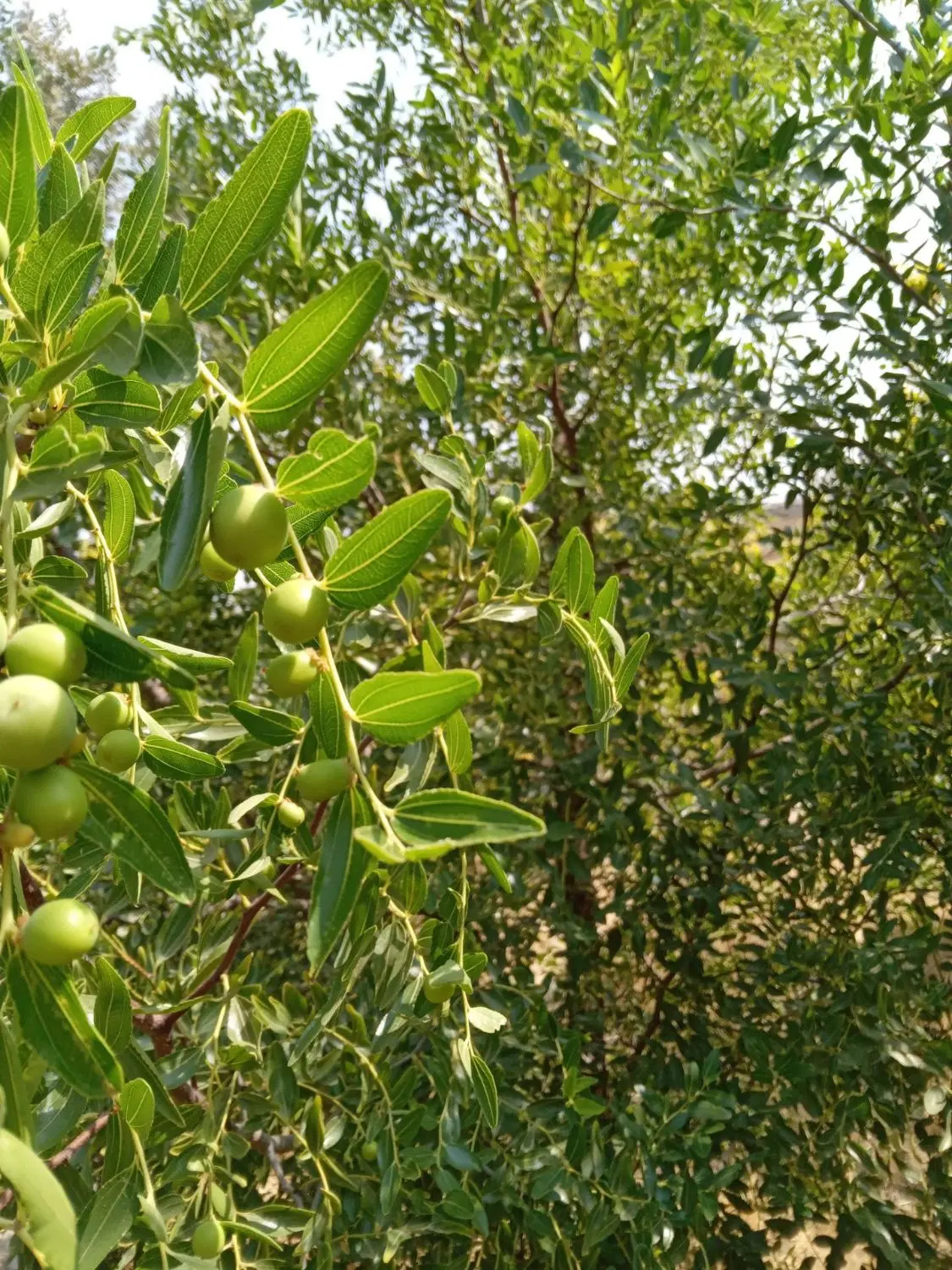 زمین کشاورزی ۴ هکتار  در نوترگی