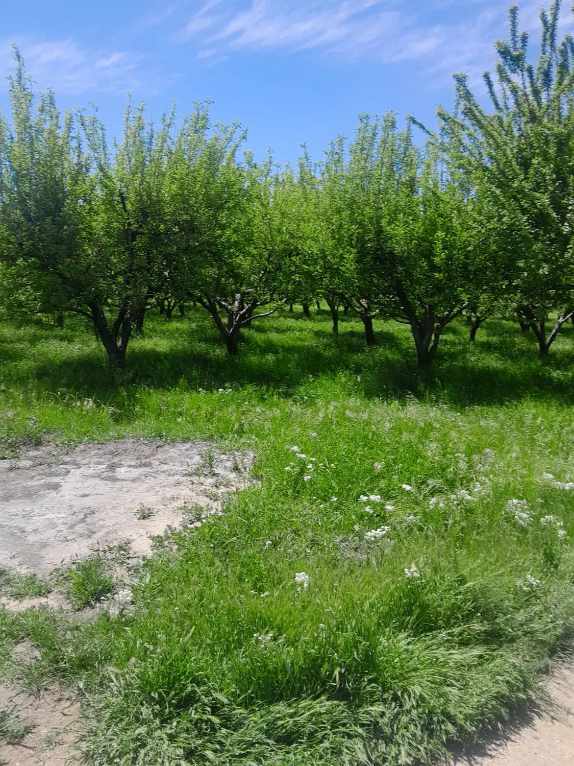 درختان ثمرده و بارگیر.جهان اباد.املاک زمانیان.محمد