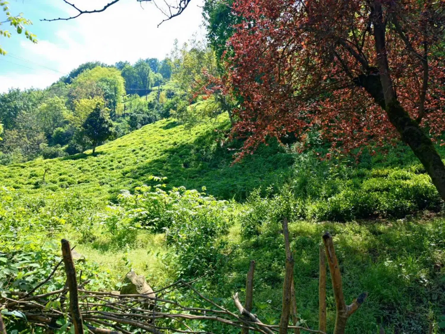زمین در بلوردکان املش