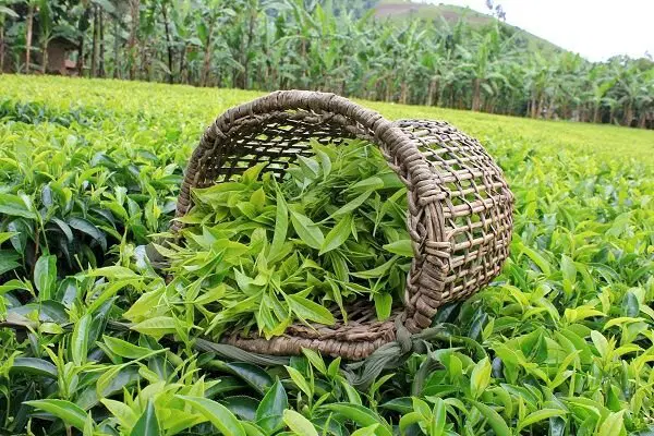 باغ چای