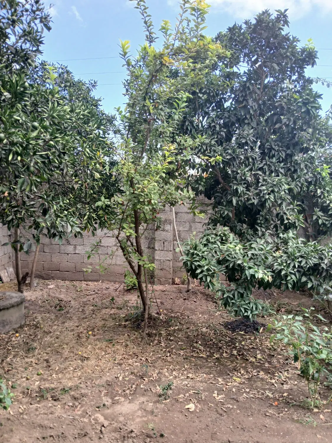 خانه کلنگی