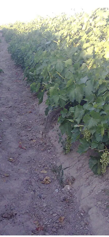فروش باغ ۱۴۰۰ متری در روستای ترخین‌آباد