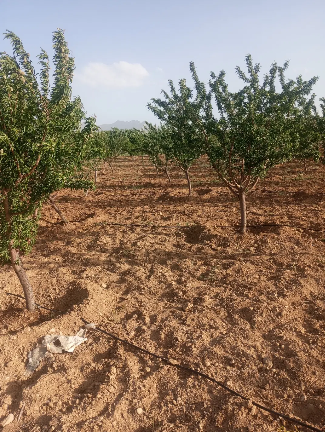 باغمیوه.مساحت2500مترلوله.کشی.قطره.ای4ساله