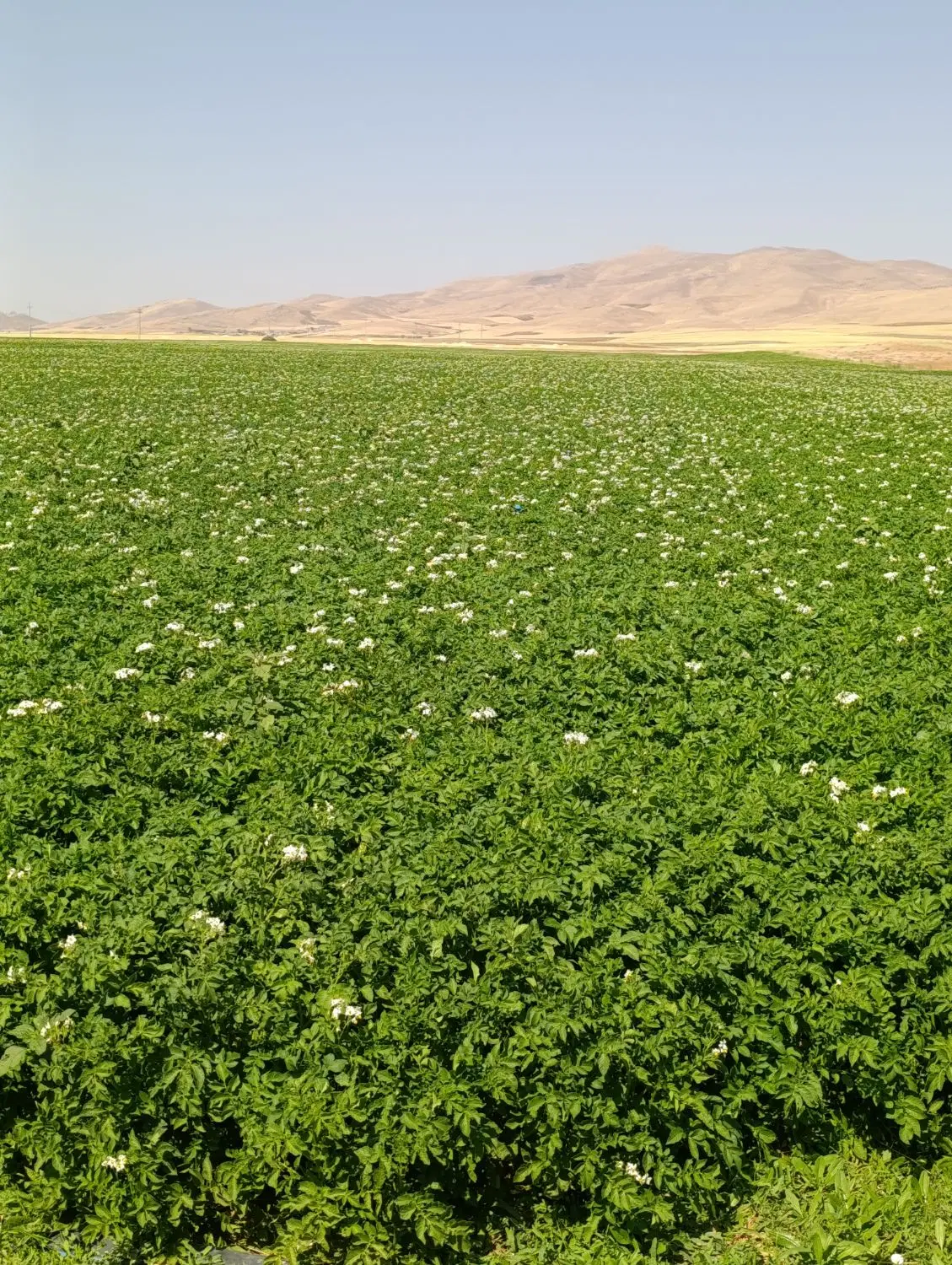 چاه شراکتی گندم