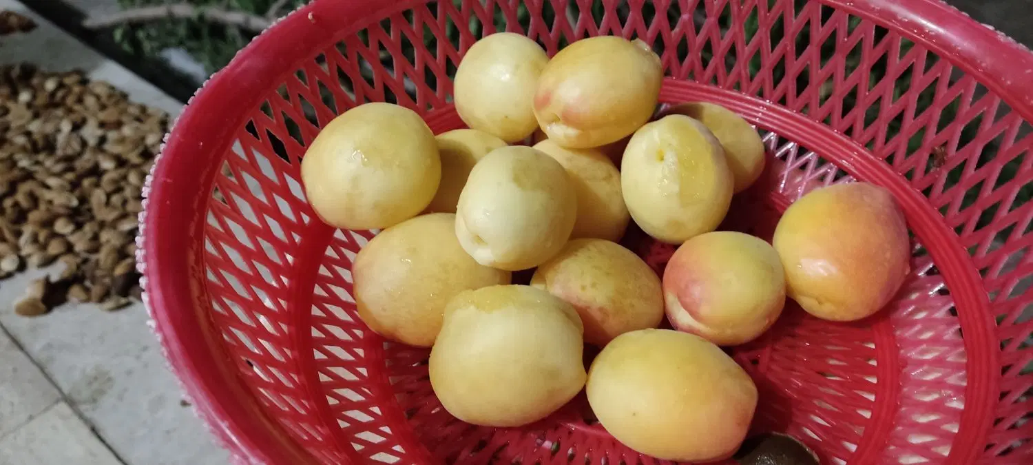 باغ کِهله سانیج،ویلای  بسیار محکم و شیک